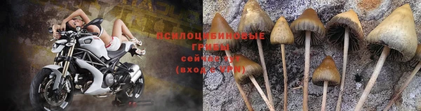 крисы Алзамай
